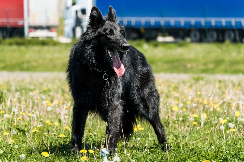 ¿Existe el Samoyedo negro?