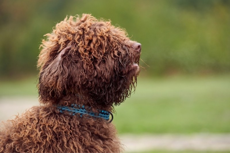 perro de agua español marron retrato