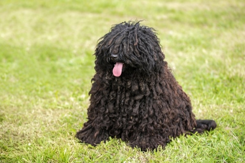 perro puli sentado en un parque