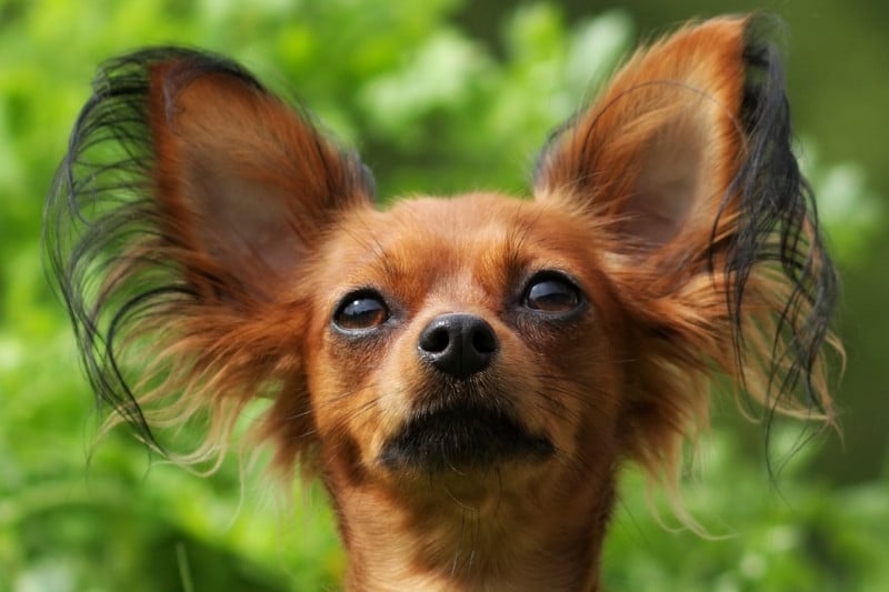 petit chien russe portrait