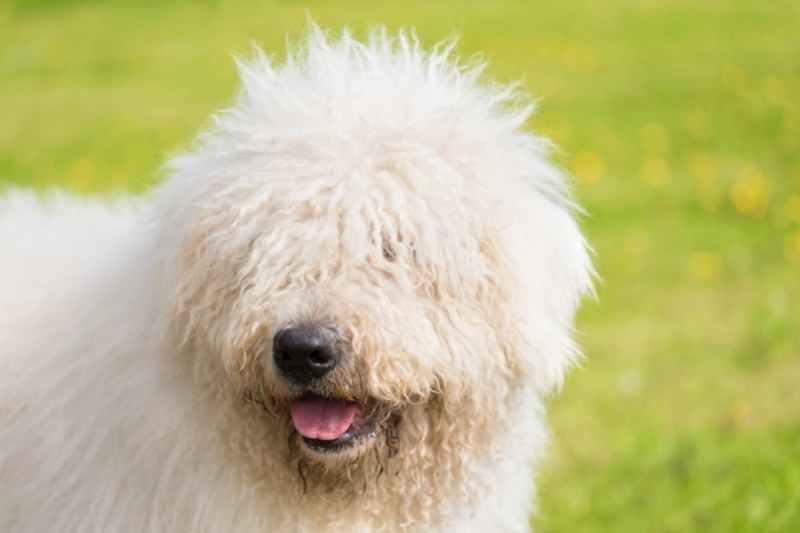 portrait d'un komondor