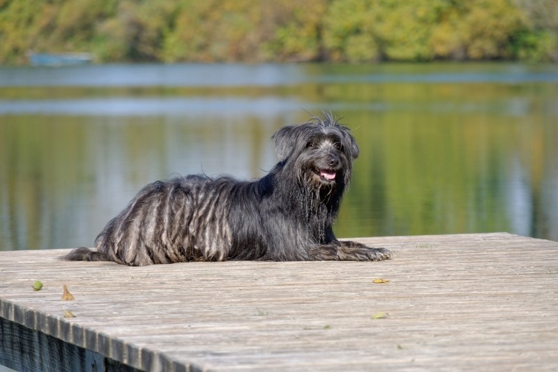 pyrenean shepherd laying on a dock