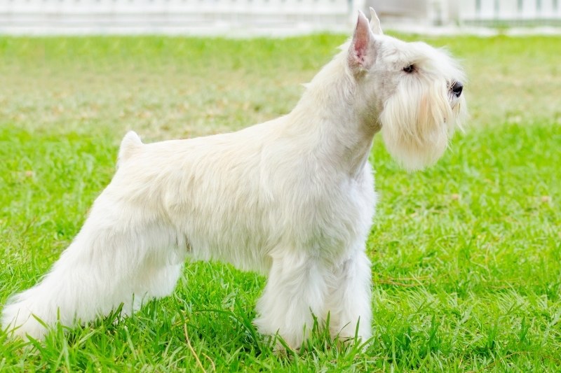 schnauzer blanco miniatura