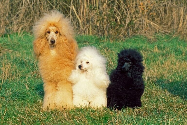 tipos de caniche