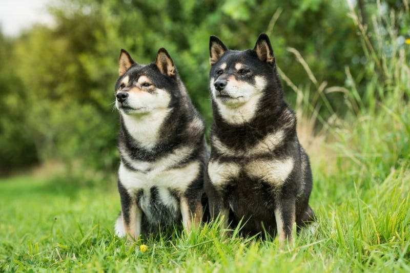 two black and tan shiba inus