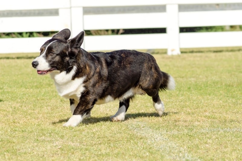 welsh corgi cardigan en train de courir