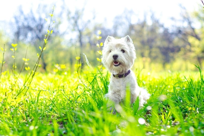 west highland white terrier dans un champ