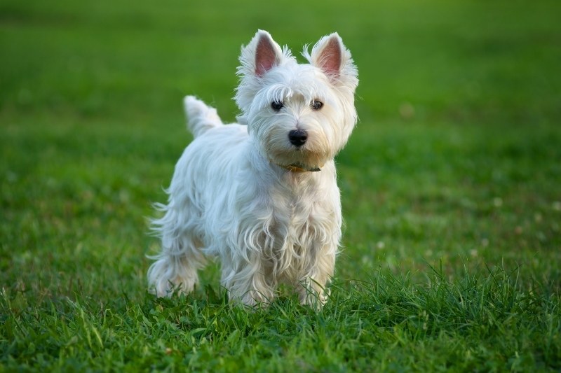 west highland white terrier de pie en un campo