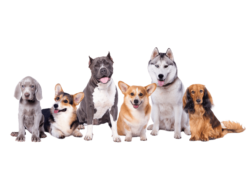 which dog breed homepage