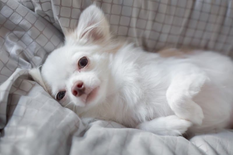 white chihuahua