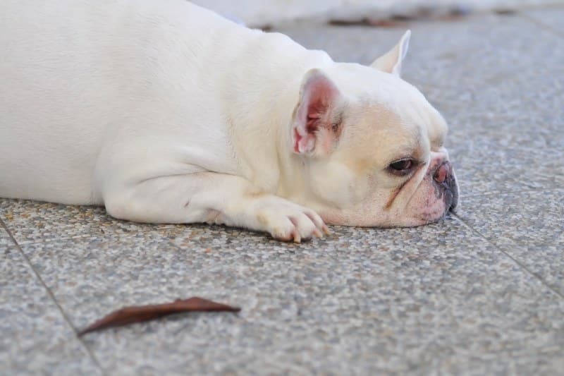 white french bulldog laying down