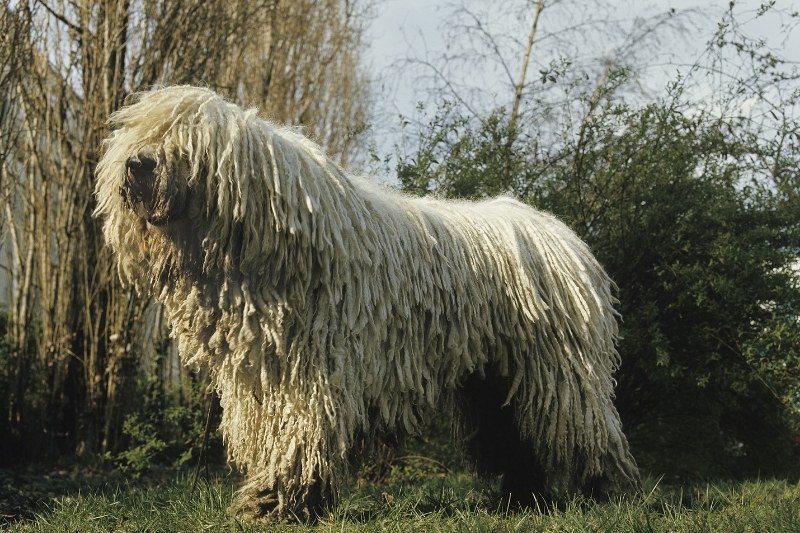 white komondor standing on grass