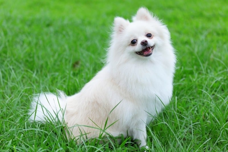 white pomeranian standing on grass