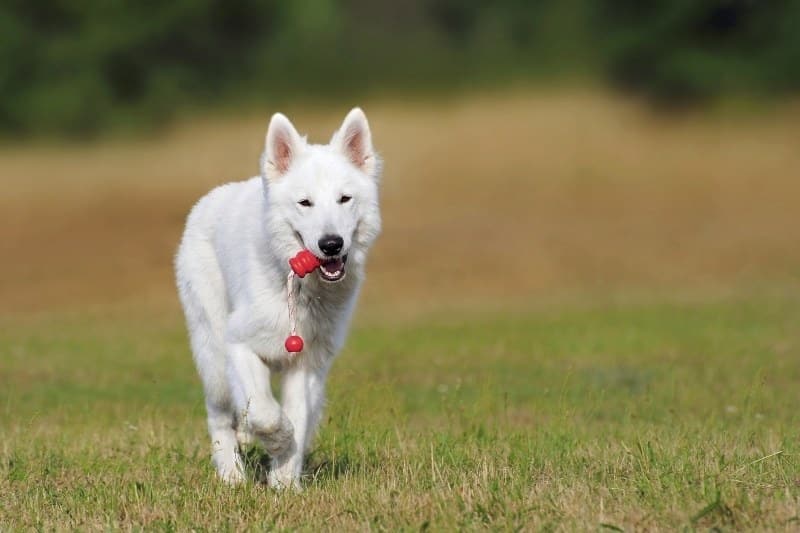 white swiss shepherd walking in nature with a toy in his mouth