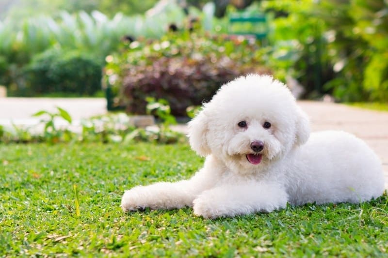 white toy poodle