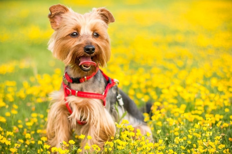 yorkshire terrier dans un champ de fleurs