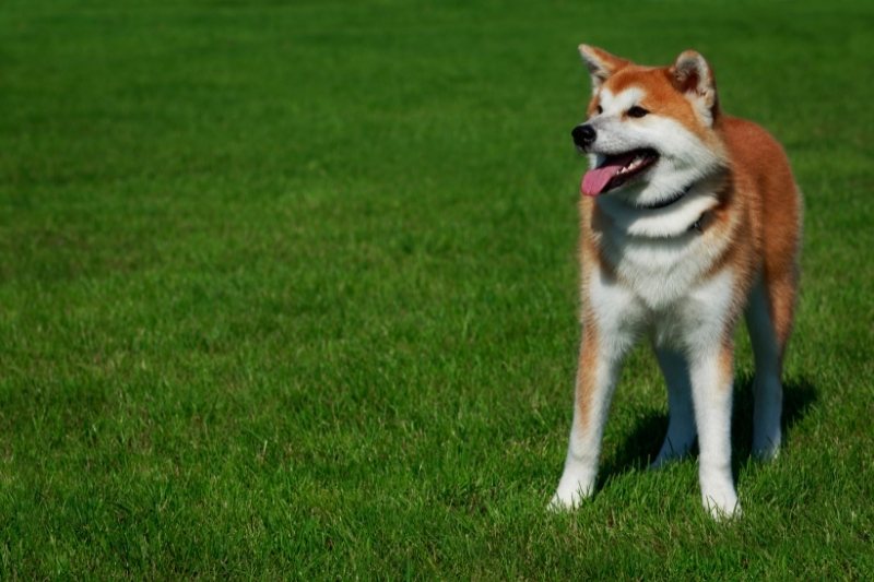 akita inu de pie en cesped tirando de la lengua