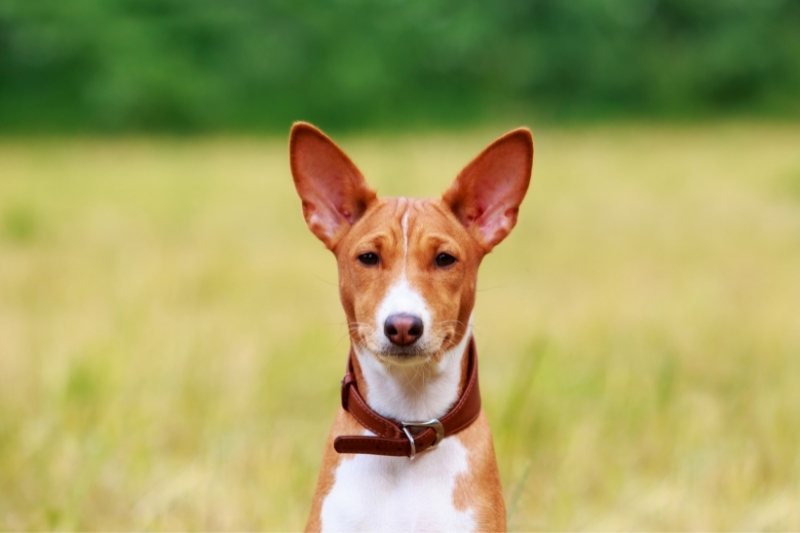 basenji retrato en un campo