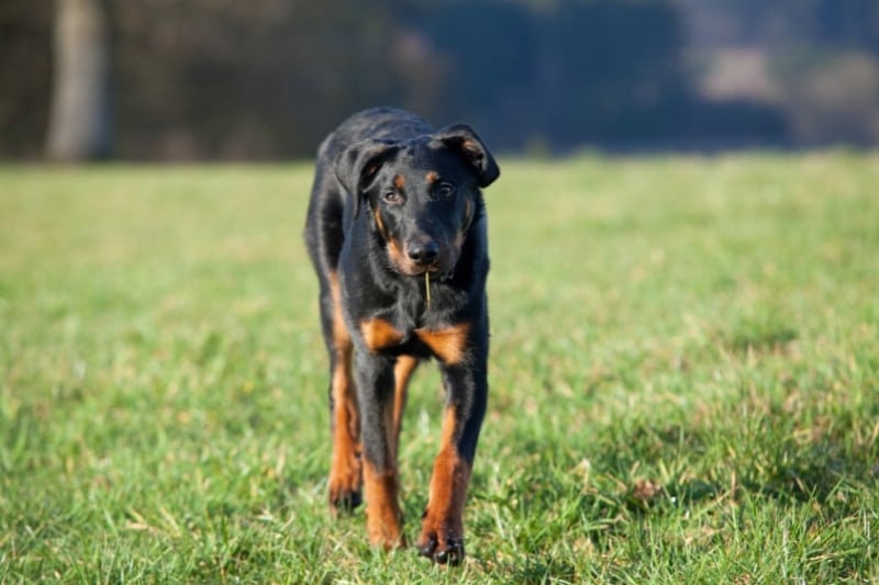 beauceron qui marche dans un champ