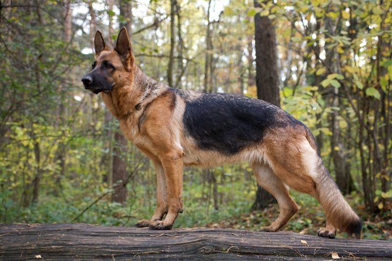 berger allemand debout dans une forêt