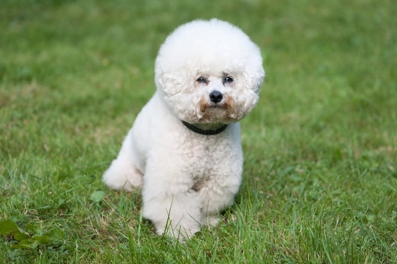 bichon frise laying down in grass