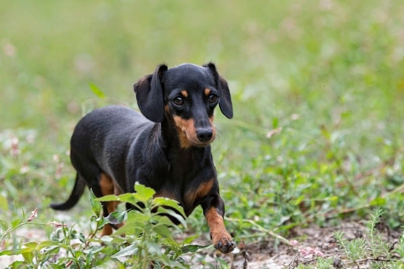 black and tan dashchund