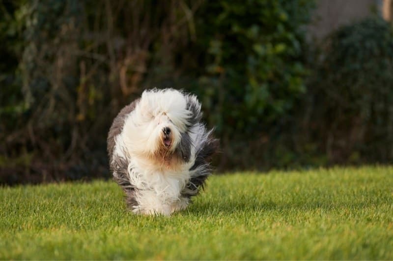 bobtail qui court dans un champ