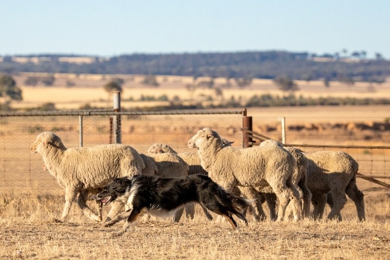 border collie en train de rassembler des moutons