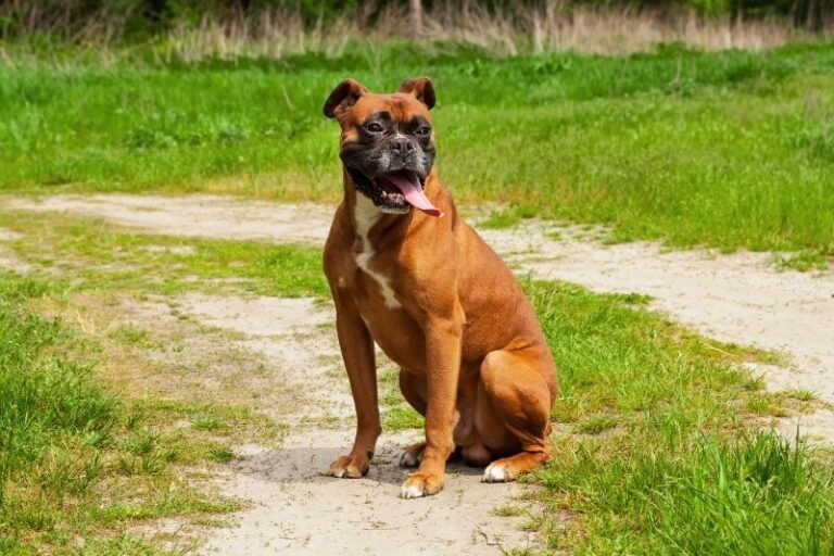 boxer assis sur un chemin en terre