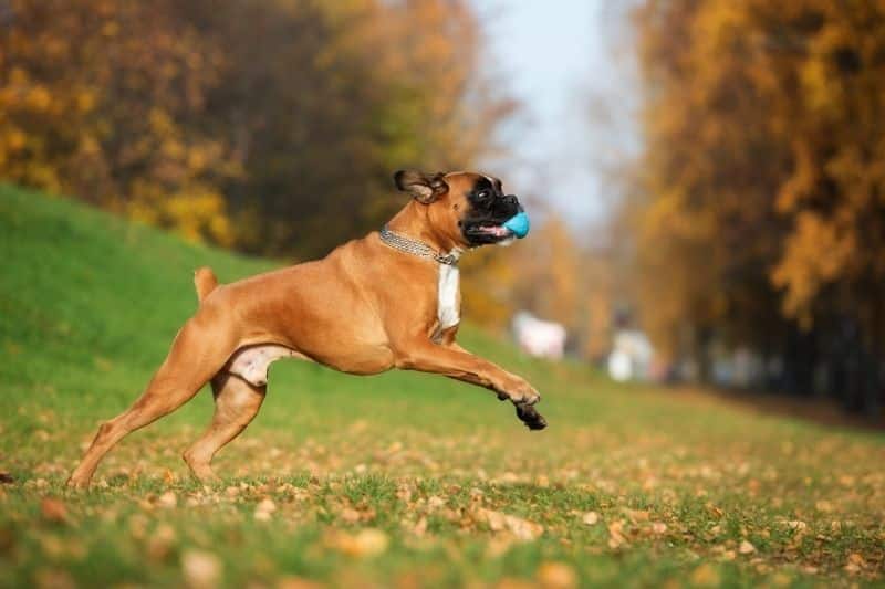 boxer qui court dans un parc