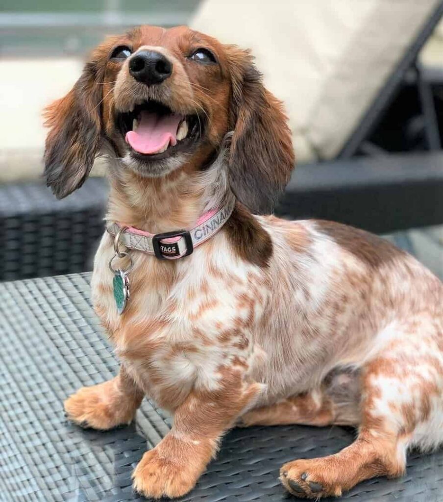 brindle piebald dachshund