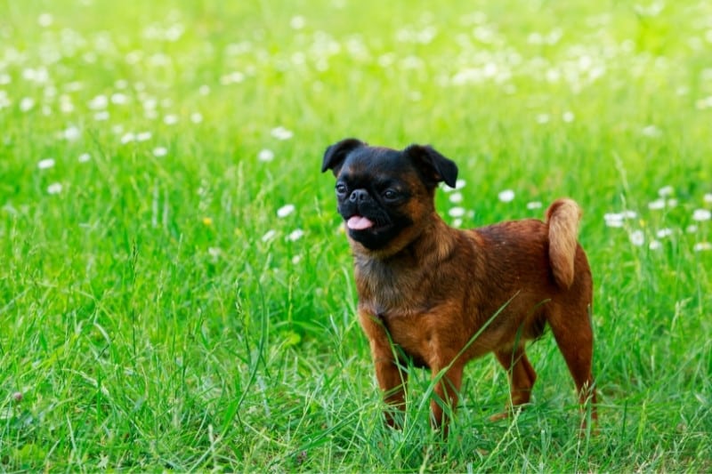 brussels griffon standing up in grass