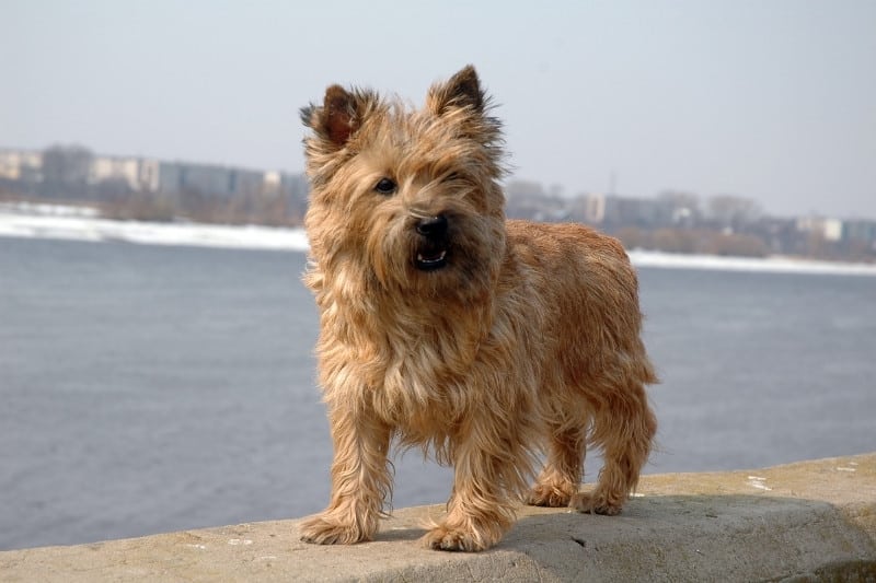 cairn terrier standing