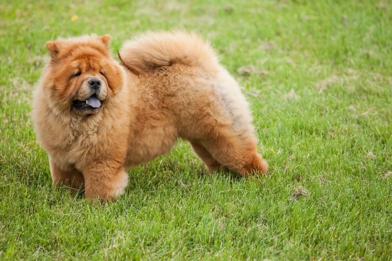 chow chow debout