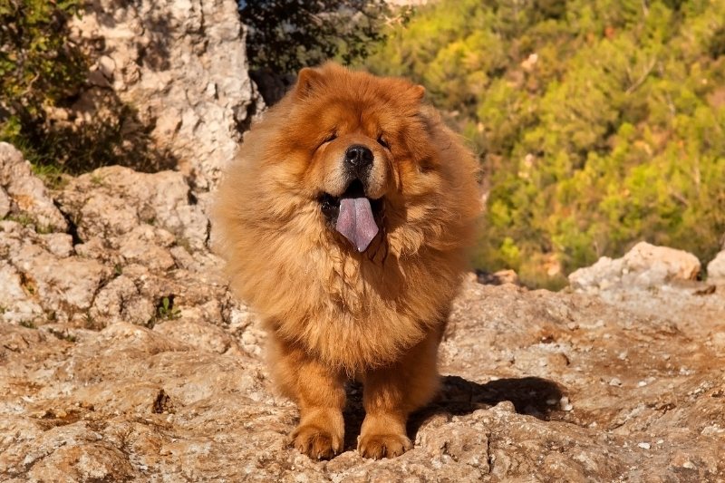 chow chow visto de frente