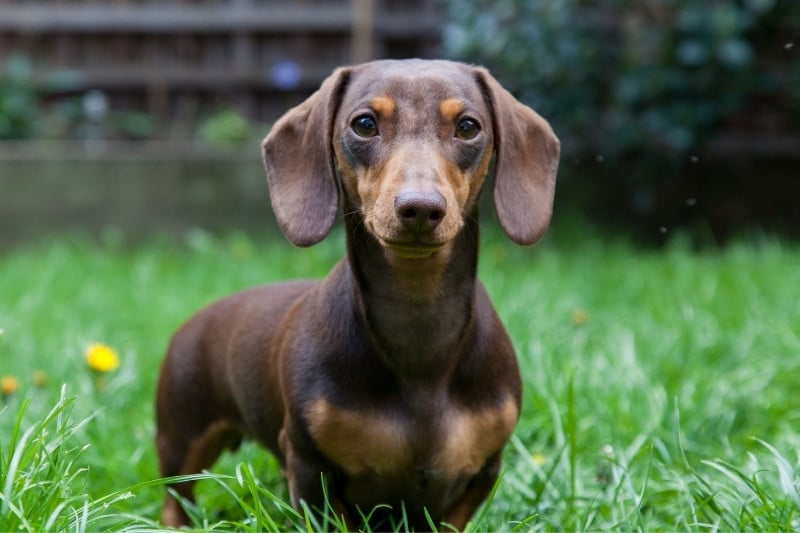 dachshund portrait