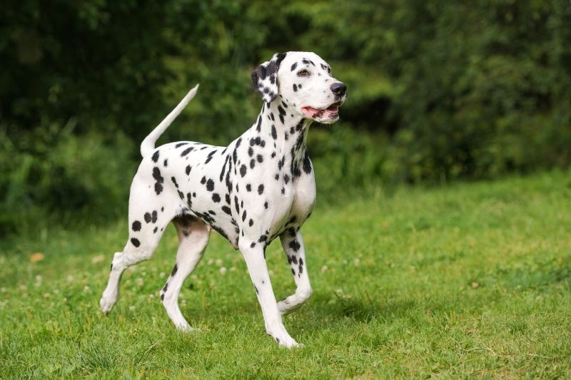 dalmatien qui marche sur du gazon