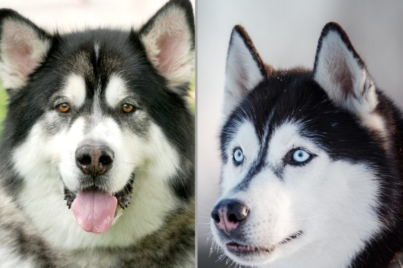 diferencias husky malamute