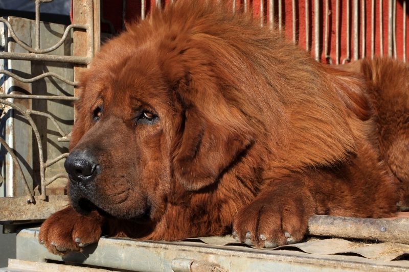 dogue du tibet allongé