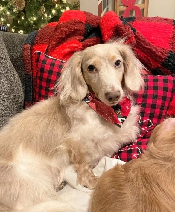 fawn and cream dachshund