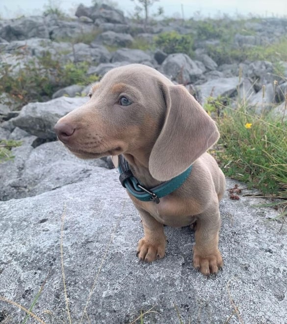 fawn and tan dachshund