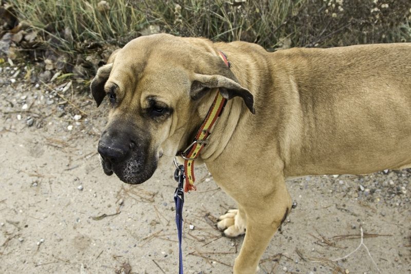 fila brasileiro perro