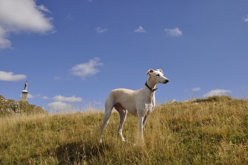 galgo inglés en un campo