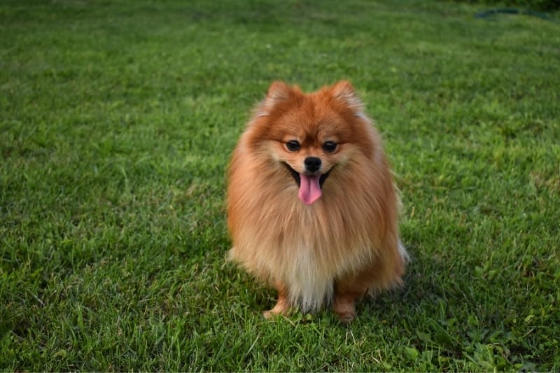 german spitz standing up on grass