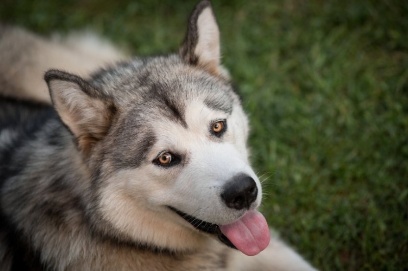 husky mirando hacia arriba sacando la lengua