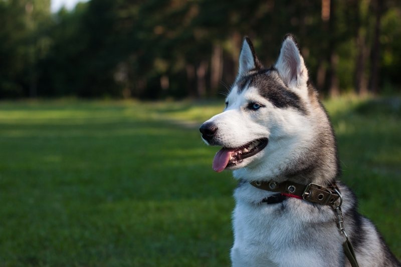 husky siberiano retrato