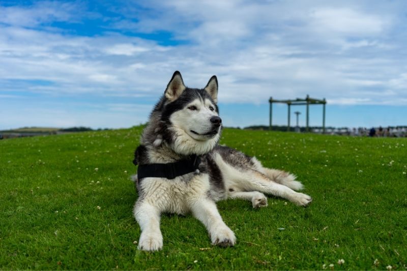 husky sibérien allongé