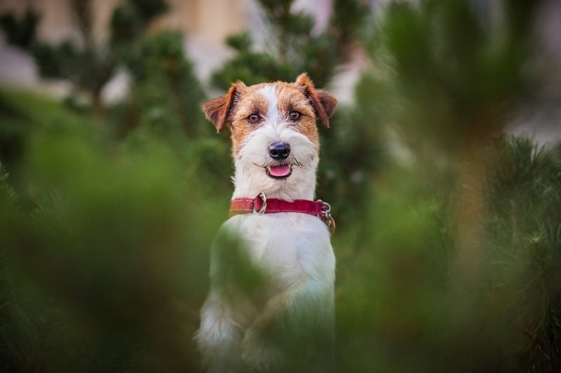 jack russell terrier looking at the camera