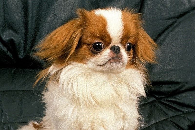 japanese spaniel on a couch