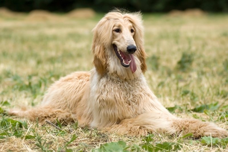 lebrel afgano perro antiguo tumbado